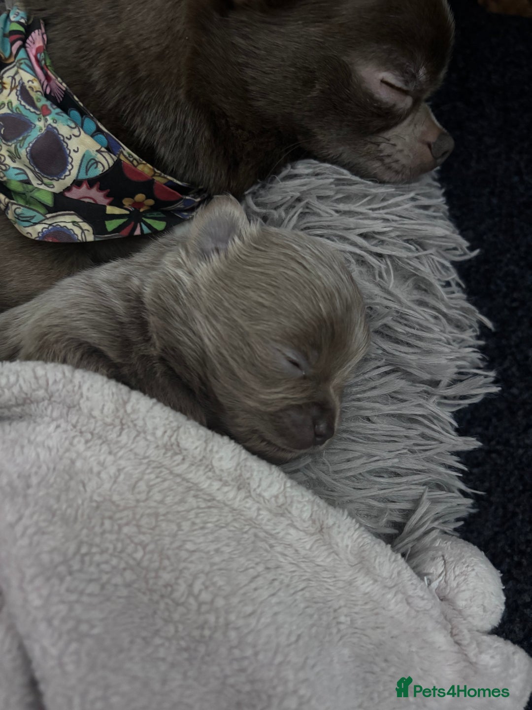 Chihuahua dogs for sale: KCREG Long/Shorthair chihuahua Champ/russian Lines - Advert 31