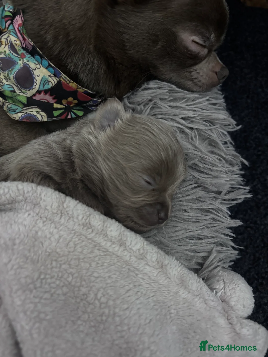 Chihuahua dogs for sale: Last boy KC REG chihuahua Champ/russian READY NOW - Advert 25