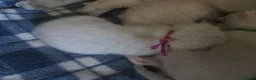 Bengal cats for sale: 🌟Stunning pure snow bengal kittens 🎉 in Southampton - Advert 11