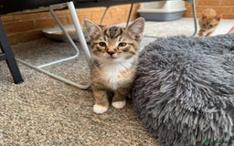 Mixed Breed cats for sale: Cute Kittens for Sale - Ginger, Grey and Black - Image 7