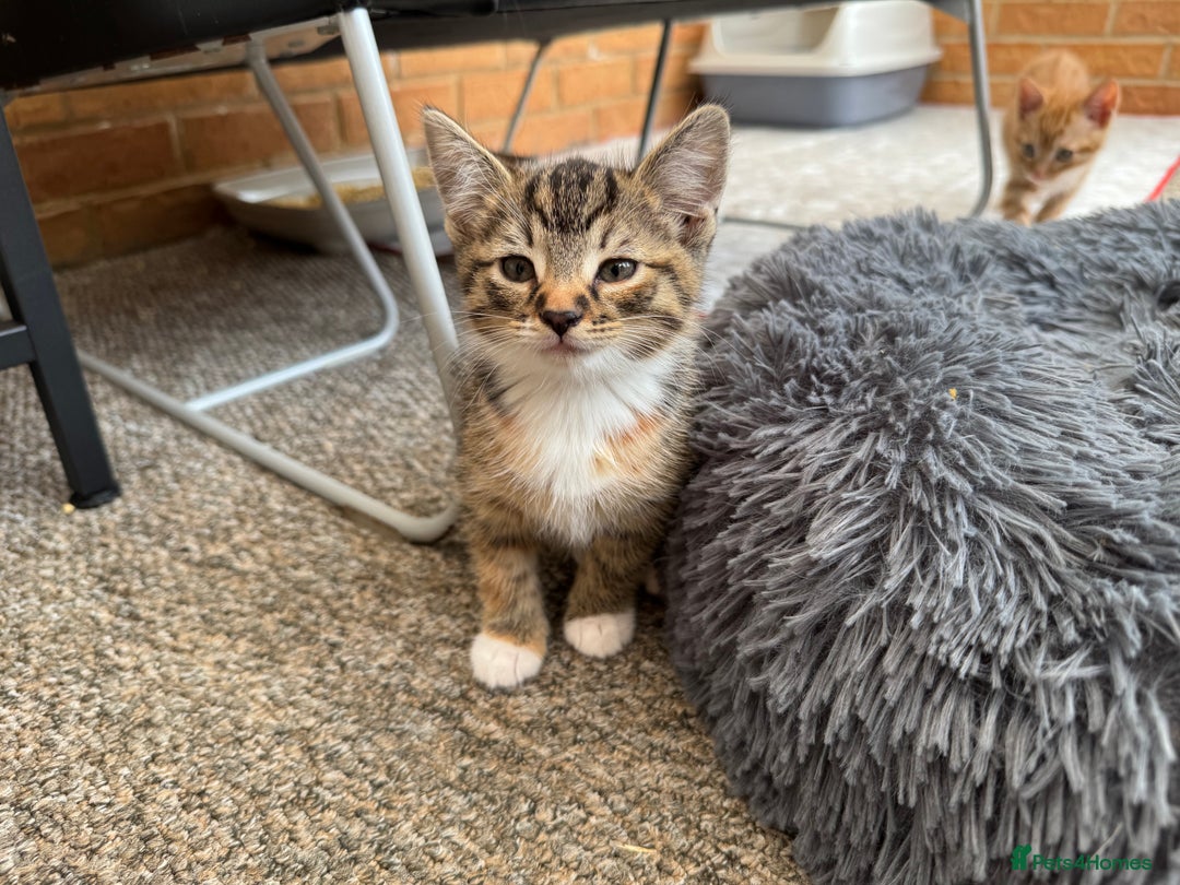 Mixed Breed cats for sale: Cute Kittens for Sale - Ginger, Grey and Black - Image 7