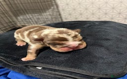 English Bulldog dogs for sale: QC puppies  - Image 8