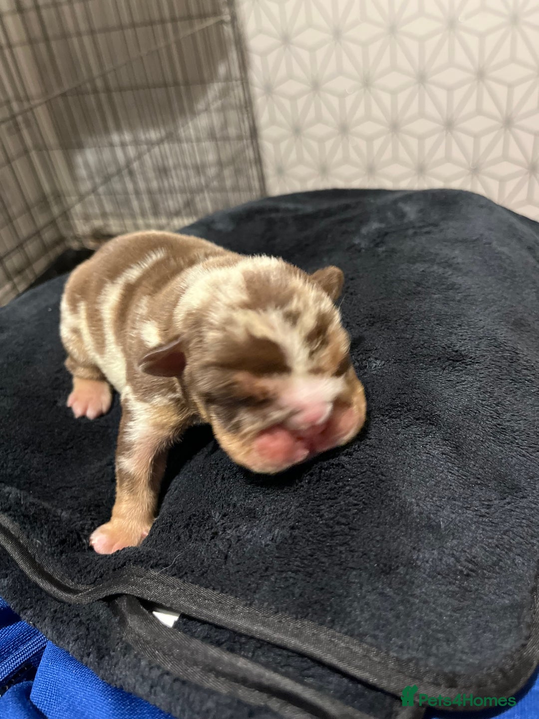 English Bulldog dogs for sale: QC puppies  - Image 8
