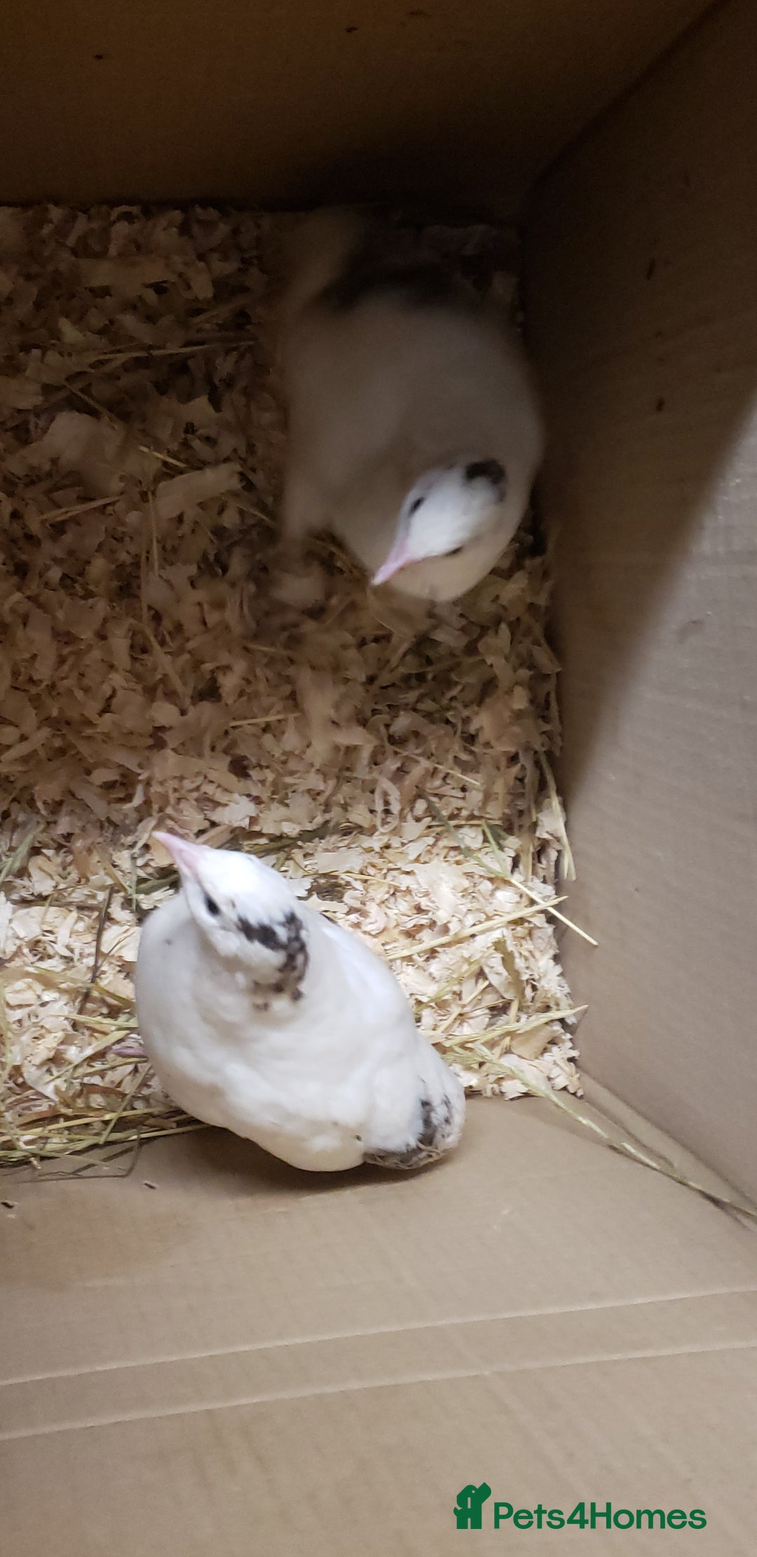Quail poultry for sale: Quail Laying Type Cortinux - Advert 4
