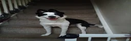 Border Collie dogs for stud: Female Dog Looking for a Stud in Bridgnorth - Advert 2