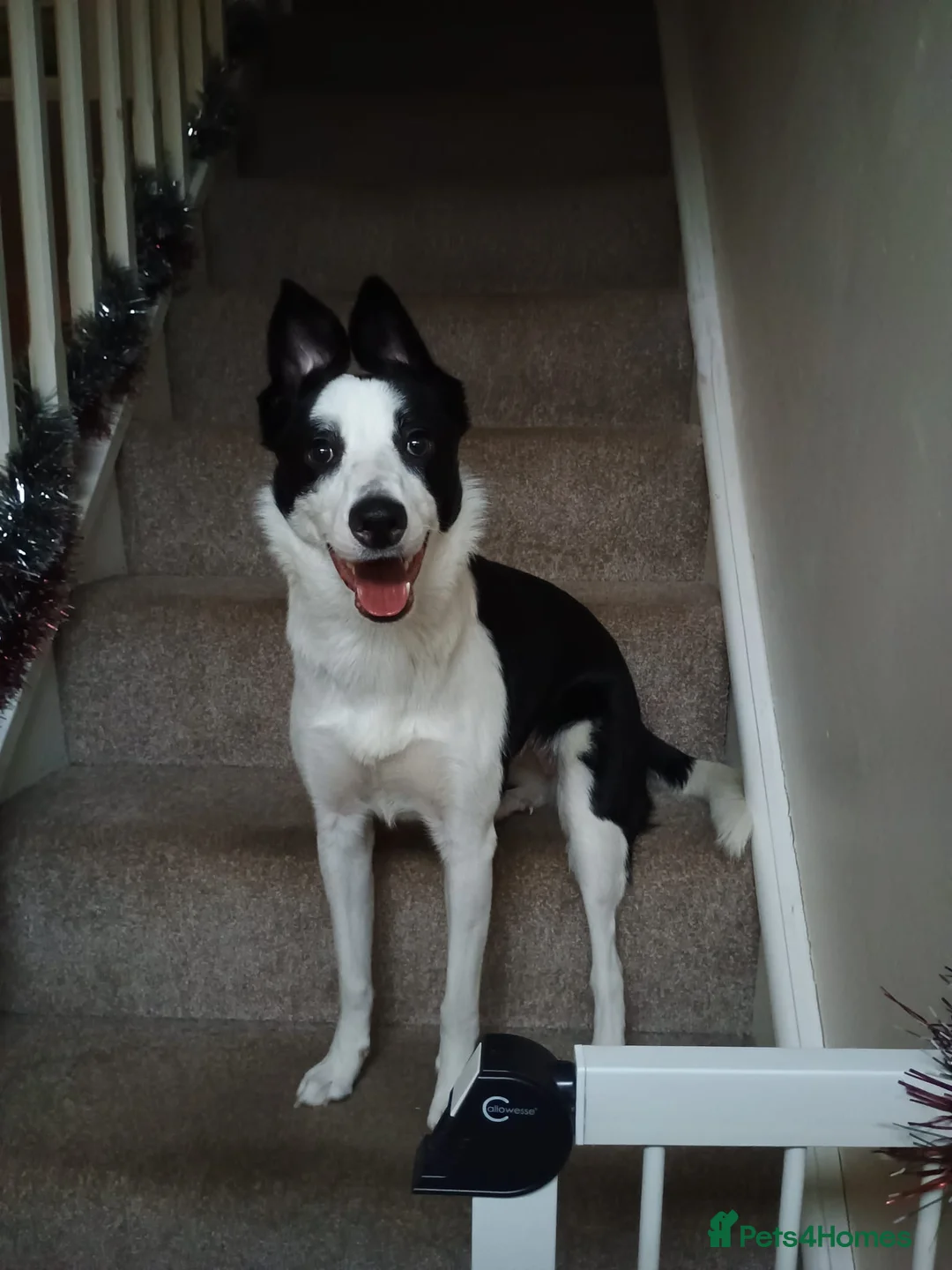 Border Collie dogs for stud: Female Dog Looking for a Stud in Bridgnorth - Advert 2