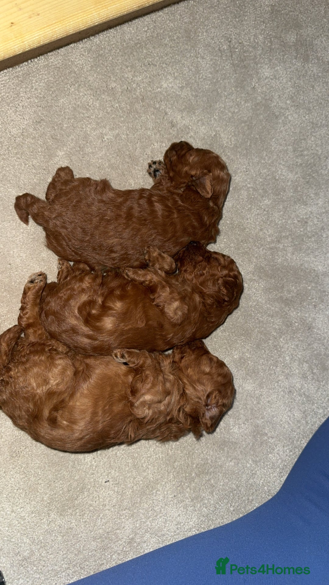 Maltipoo dogs for sale: 🐶 Adorable Red Maltipoo Puppies Available 🐶 - Advert 7
