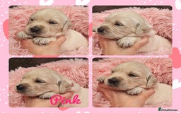 Golden Retriever dogs for sale: 9 KC registered, from imported lines puppies  - Image 23