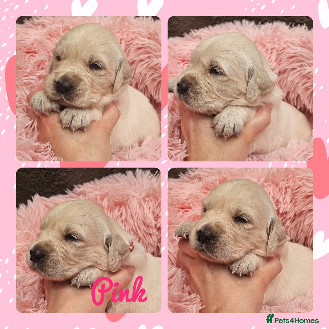 Golden Retriever dogs for sale: 9 KC registered, from imported lines puppies  - Image 23