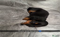 Mixed Breed dogs for sale: Miniature dachshund cross  - Image 2