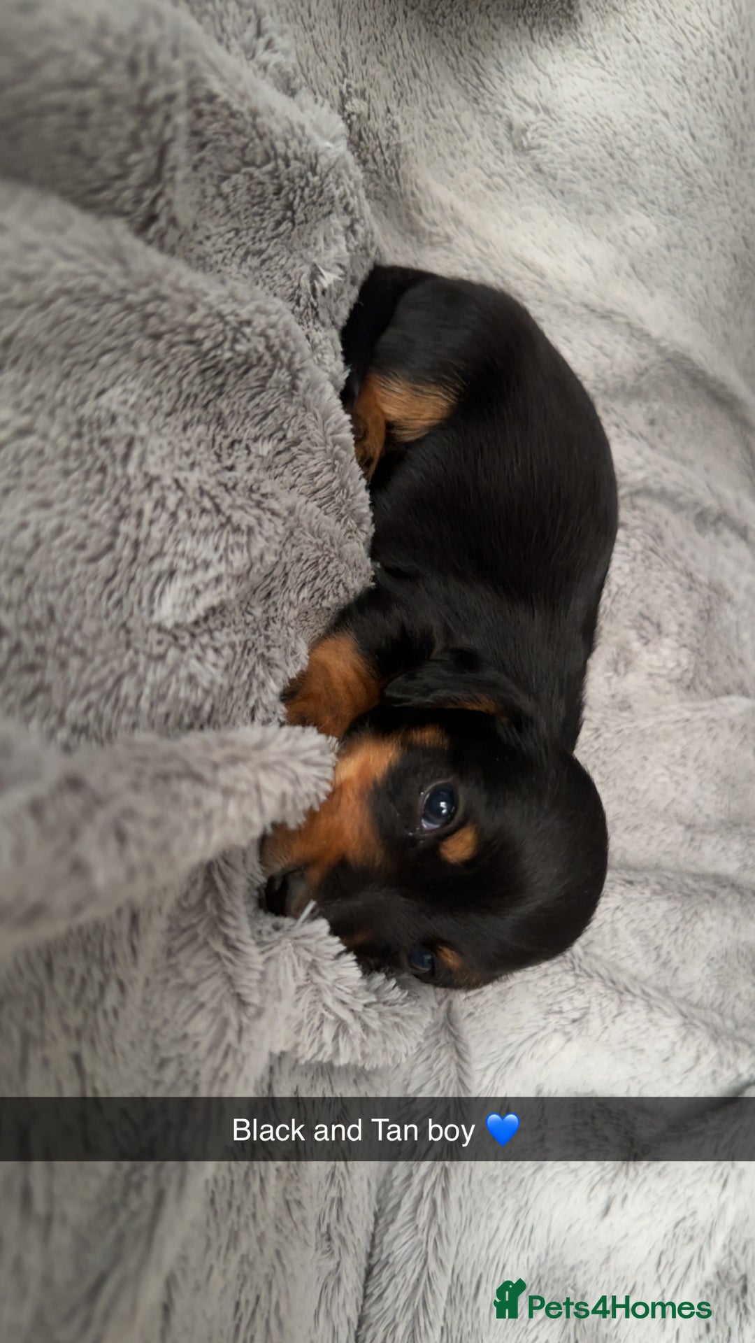 Mixed Breed dogs for sale: Miniature dachshund cross  - Image 2