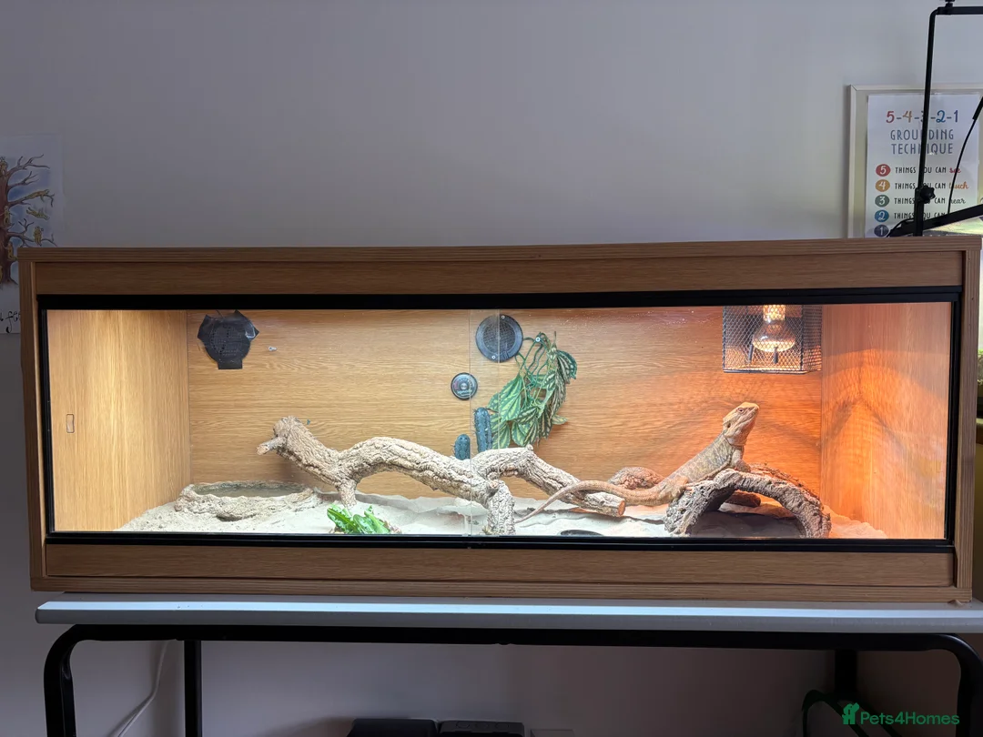 Bearded Dragon reptiles for sale: Leatherback Bearded dragon  - Advert 2