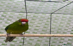 Parrots birds for sale: Semi-tamed kakariki  - Image 7