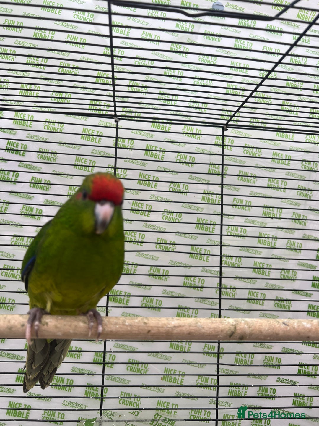 Parrots birds for sale: Semi-tamed kakariki  - Image 7