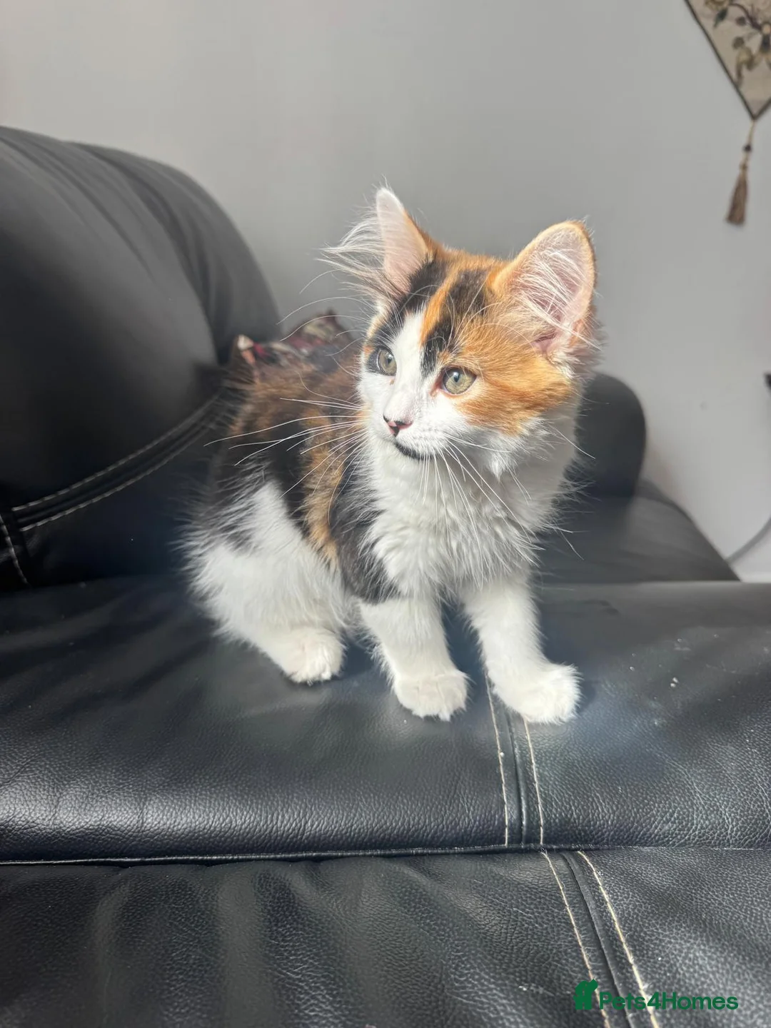 Mixed Breed cats for sale: Ragdoll mixed female  - Advert 7