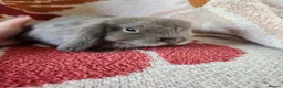 Mini Lop rabbits for sale: Beautiful mini lops, smoke and chocolate sable - Advert 6