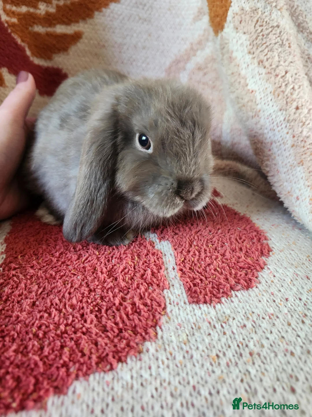 Mini Lop rabbits for sale: Beautiful mini lops, smoke and chocolate sable - Advert 6