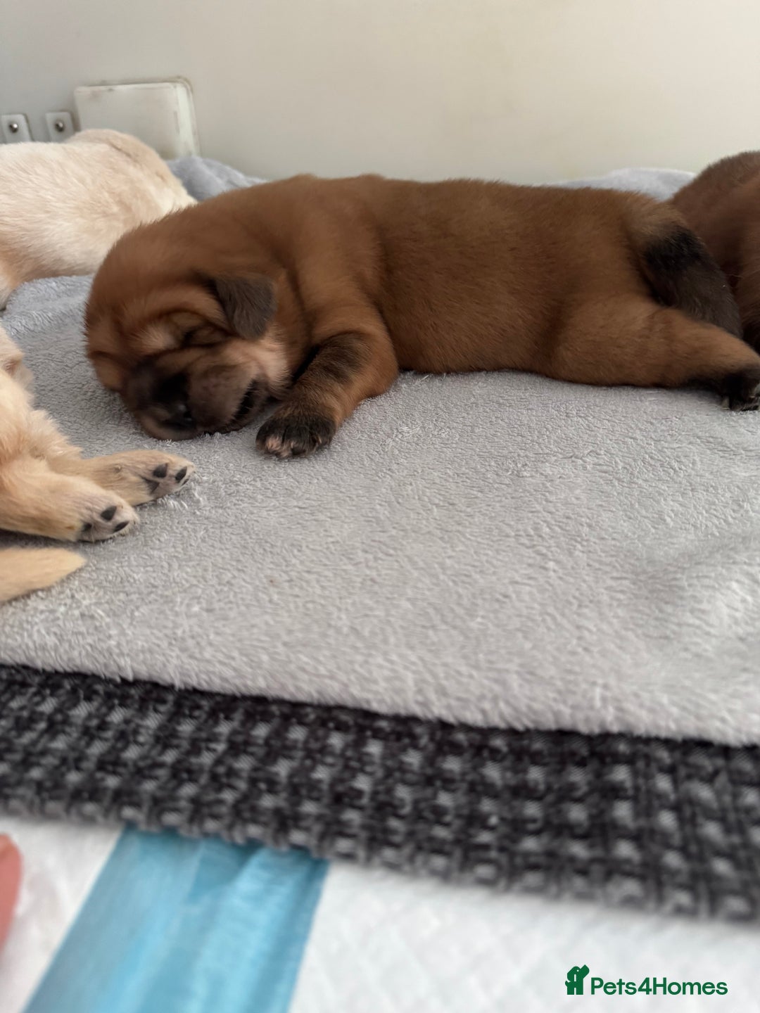 Tibetan Mastiff dogs for sale: Chinese Tibetan mastiff pups  - Image 13