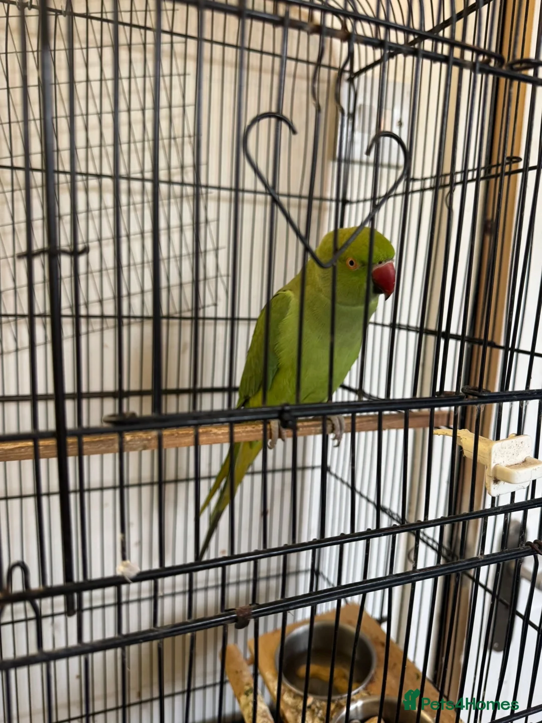 Ringnecks birds for sale: Green ringneck female parrot. - Advert 9