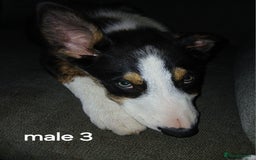 Border Collie dogs for sale: Border Collie pups in Barrow-in-Furness - Image 11