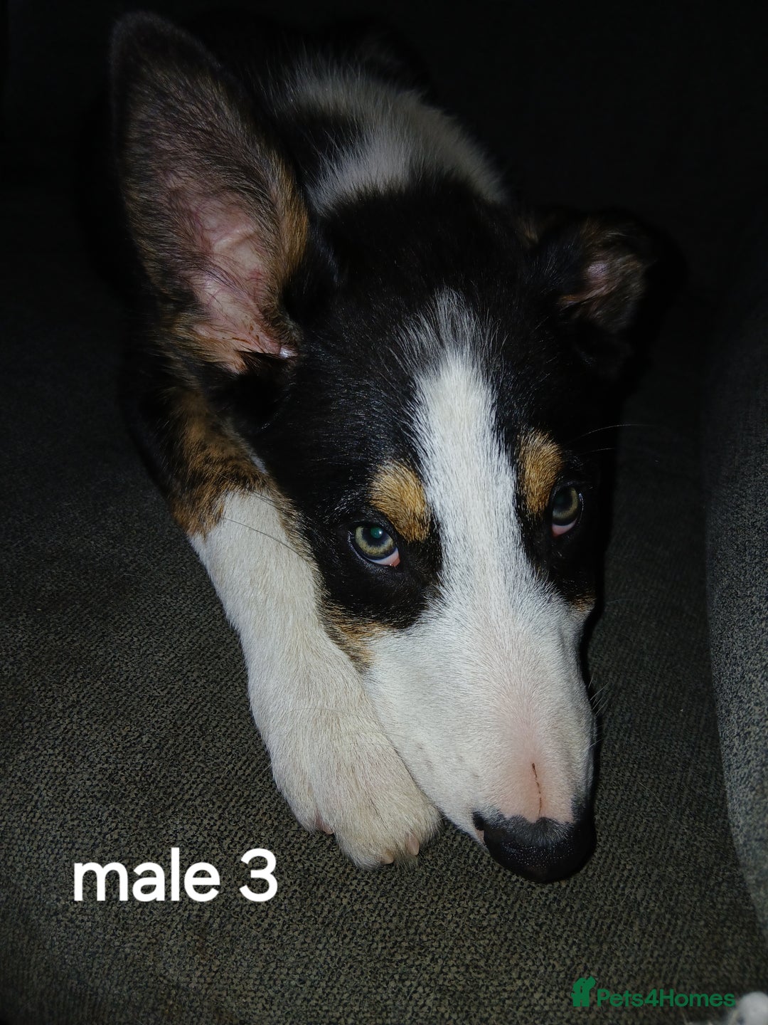 Border Collie dogs for sale: Border Collie pups in Barrow-in-Furness - Image 11