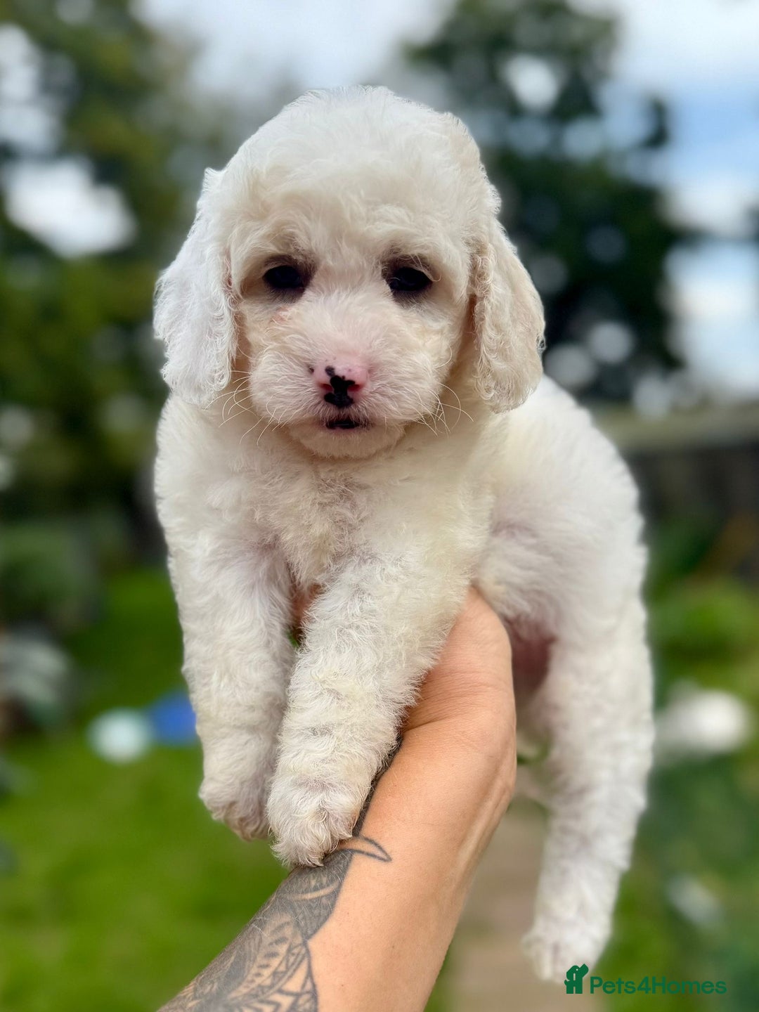 Cockapoo dogs for sale: ✨ Quality F2 Cockapoos ✨ Reputable Breeder  - Image 9