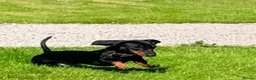 Miniature Dachshund dogs for sale: KC PRA Clear Champion lines Miniature Dachshunds - Advert 8