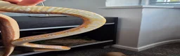 Corn Snake reptiles for sale: 2 female corn snakes in King's Lynn - Advert 7