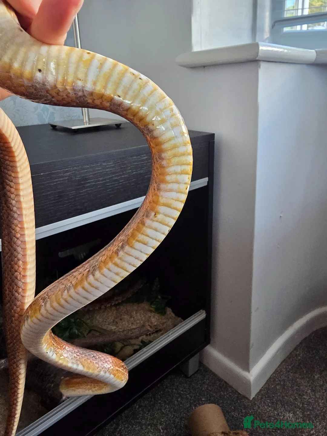 Corn Snake reptiles for sale: 2 female corn snakes in King's Lynn - Advert 7