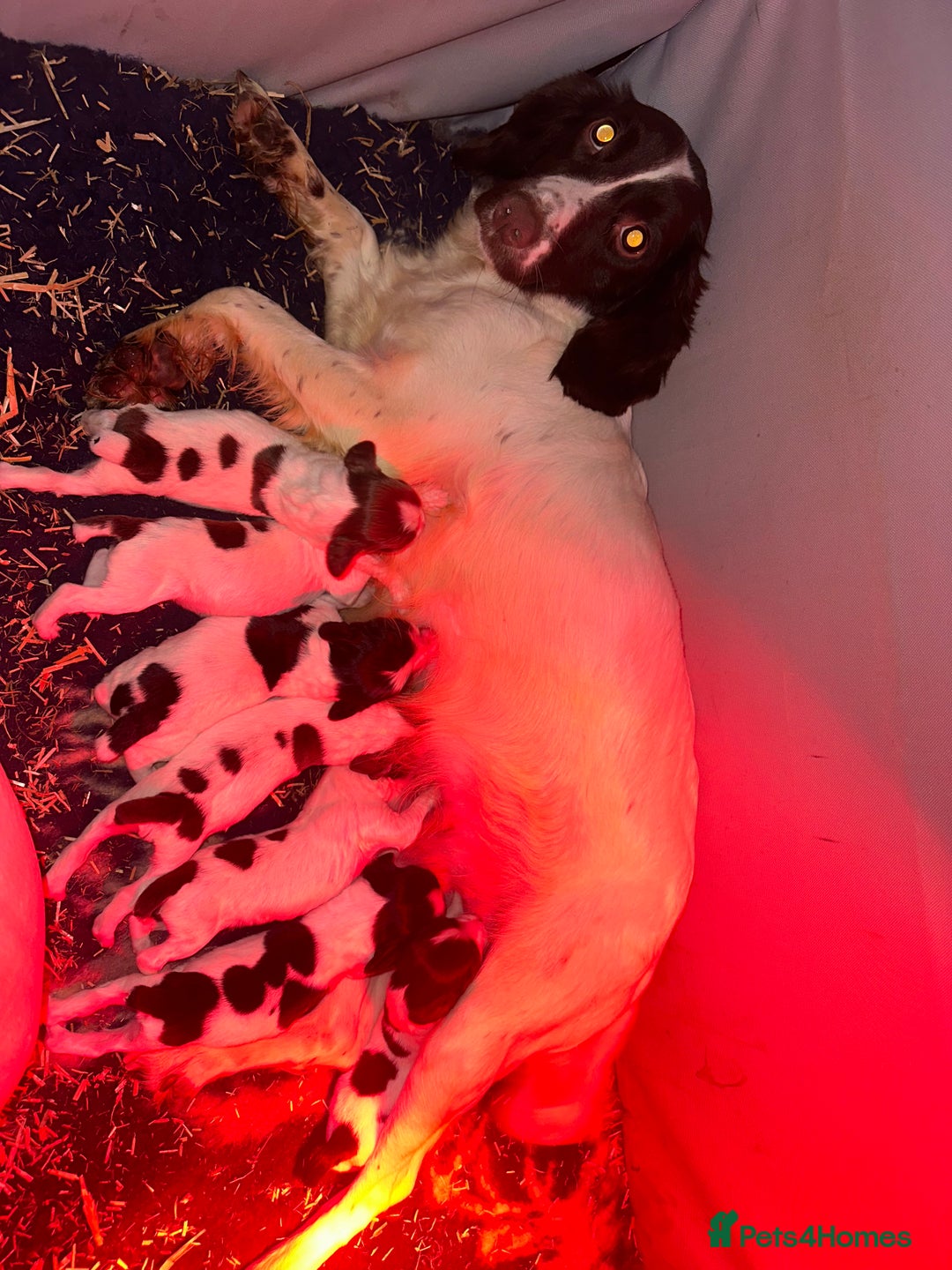 English Springer Spaniel dogs for sale: KC Springer spaniel puppies  - Advert 15