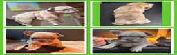 French Bulldog dogs for sale: Beautiful Frenchie Babies Seeking Forever Families - Advert 8