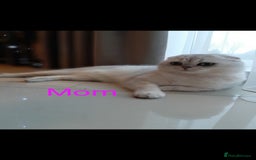 Scottish Fold cats for sale: 💞Beautiful Scottish Fold and Straight kittens🐾 - Image 33