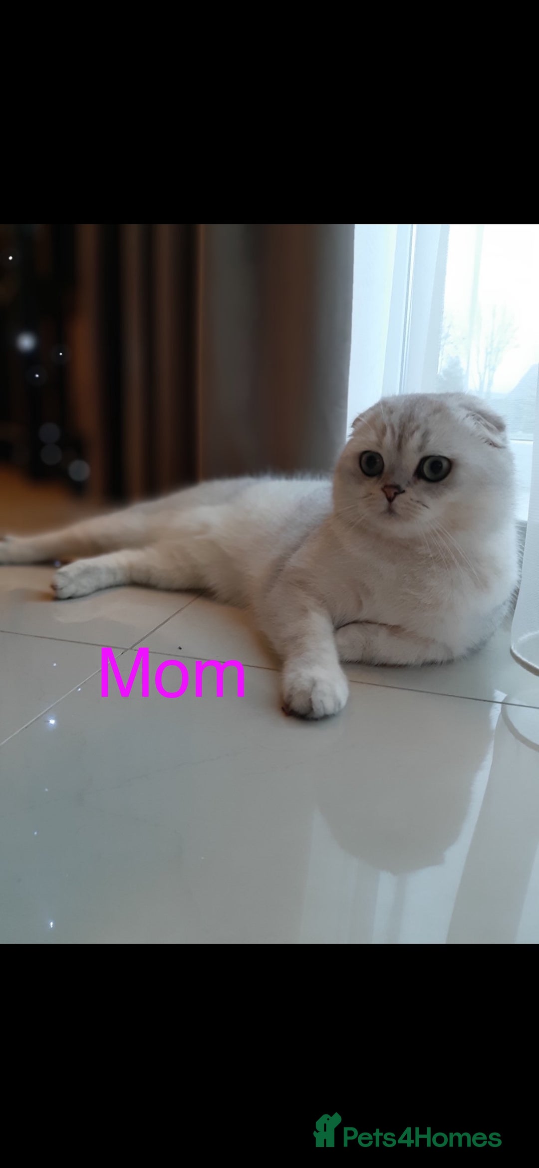 Scottish Fold cats for sale: 💞Beautiful Scottish Fold and Straight kittens🐾 - Image 33