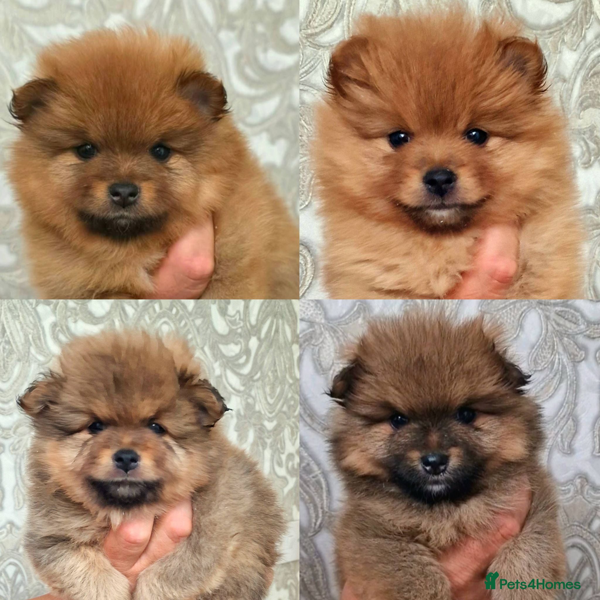 Pomeranian dogs 🐾 Beautiful Pomeranian Puppies🐾❤️ - Advert 1