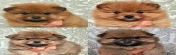 Pomeranian dogs for sale: 🐾 Beautiful Pomeranian Puppies🐾❤️ - Advert 1