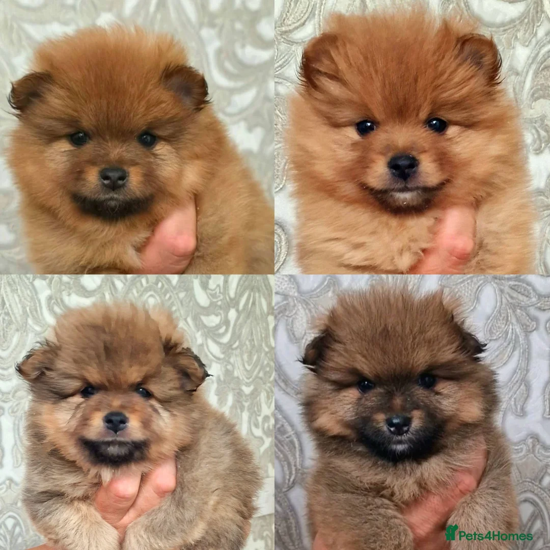 Pomeranian dogs for sale: 🐾 Beautiful Pomeranian Puppies🐾❤️ - Advert 1