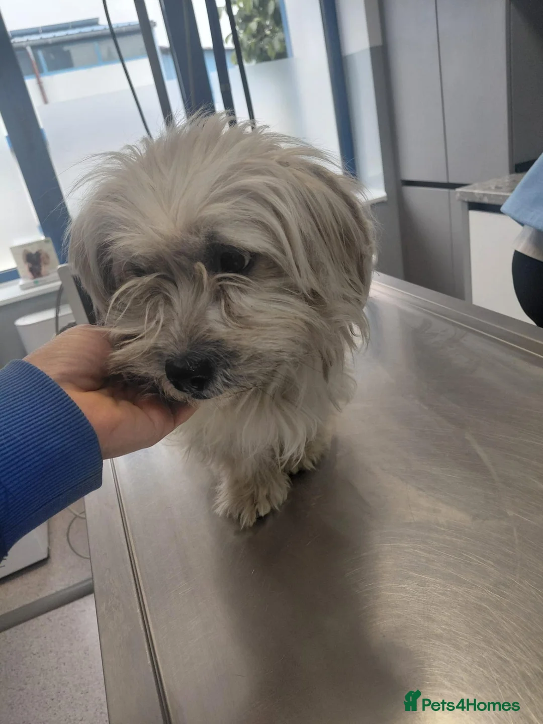 Mixed Breed dogs for adoption: 🐾❤️ CODY - A Lovely Boy for a Loving Home ❤️🐾🏡 - Advert 2