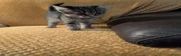 British Shorthair cats for sale: READY NOW 🩵🩷 - Advert 21