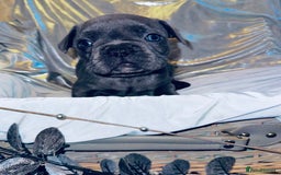 French Bulldog dogs for sale: French Bulldogs  - Image 13
