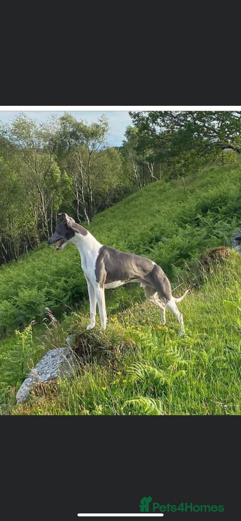 Whippet dogs for sale: Stunning kc reg whippets. Very well bred  - Advert 5
