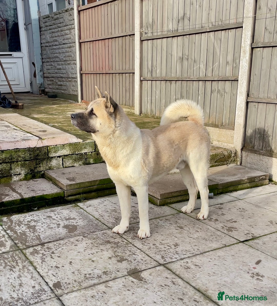 Akita dogs for stud: Proven Akita Stud Available  - Advert 2