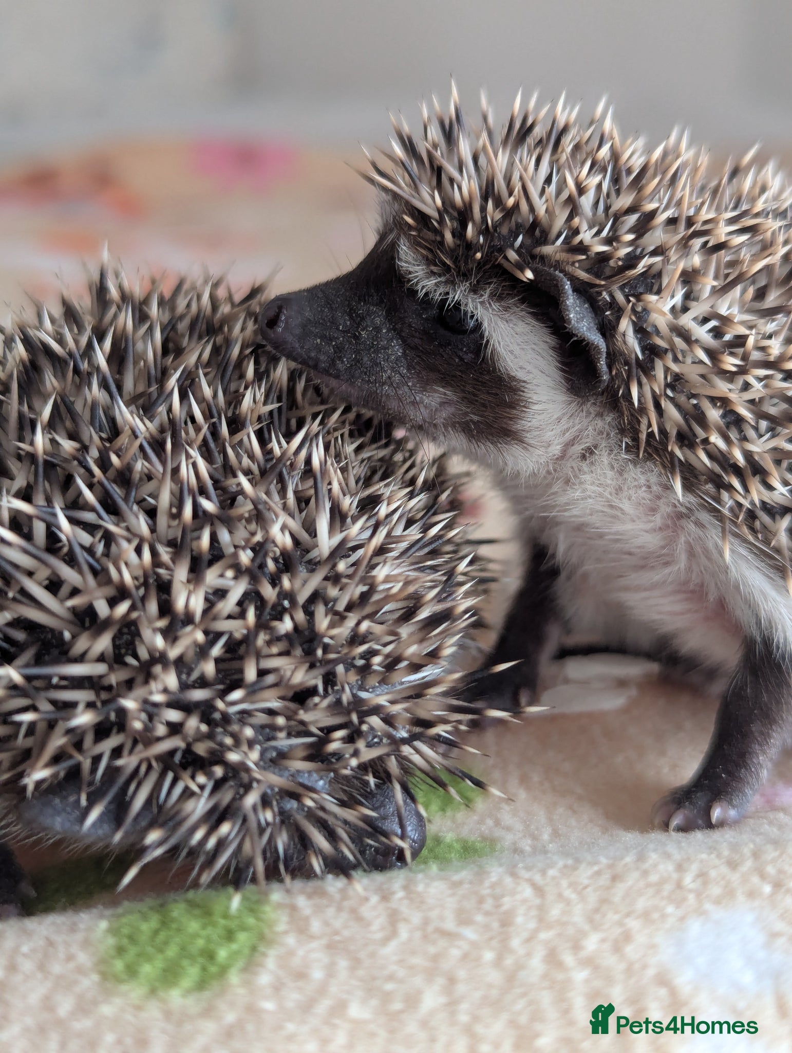 Pygmy Hedgehog rodents for sale: 2 Gorgeous Hoglets Ready Next Week  - Advert 14