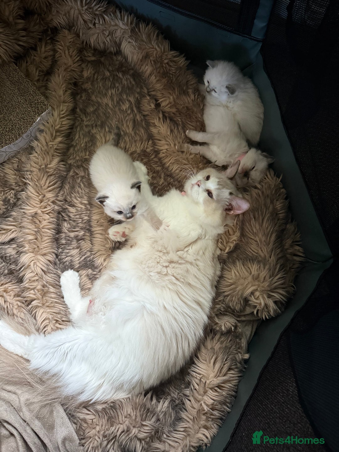 Ragdoll cats for sale: Ragdolls kittens 2 girls & 3 boys  - Image 32