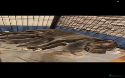 Staffordshire Bull Terrier dogs for sale: Last beautiful girl left 🐶 - Image 2