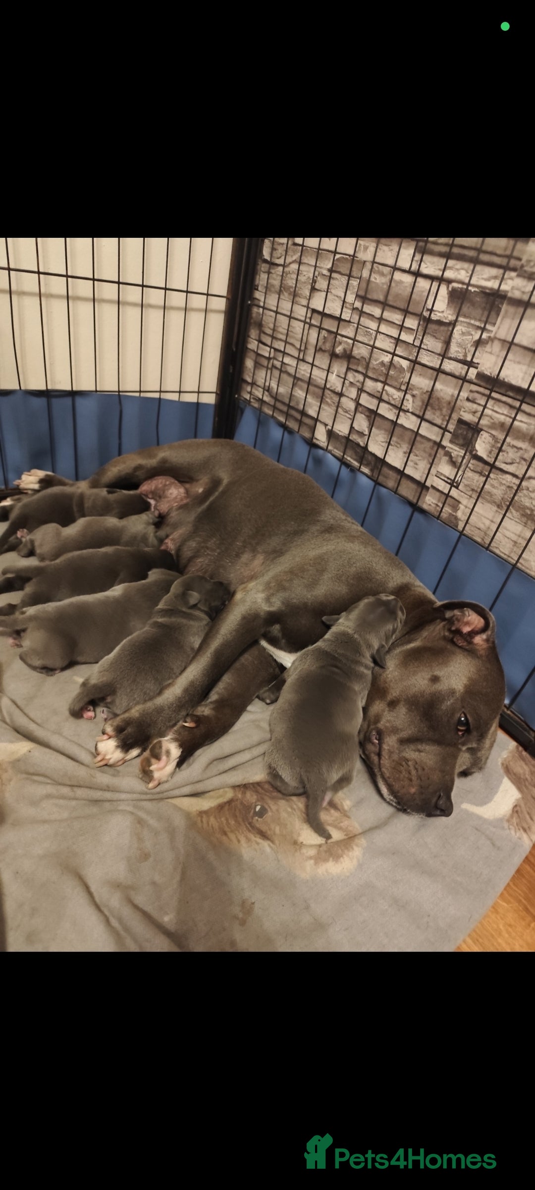 Staffordshire Bull Terrier dogs for sale: Last beautiful girl left 🐶 - Image 2