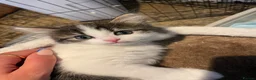 Mixed Breed cats for sale: Beautiful persian cross long hair domestic cat  - Advert 12