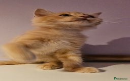 Ragdoll cats for sale: Loving half Ragdolls - Image 4