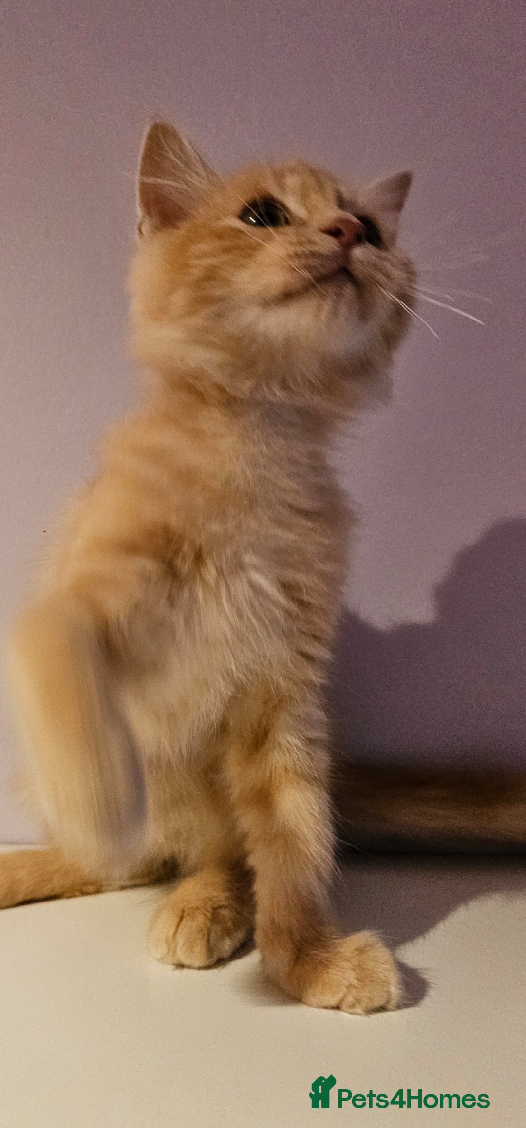 Ragdoll cats for sale: Loving half Ragdolls - Image 4