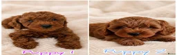 Cavapoo dogs for sale: Adorable Cavapoo Puppies - Advert 3