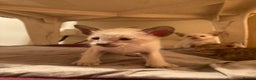 Oriental cats for sale: Oriental shorthair kittens - Advert 7